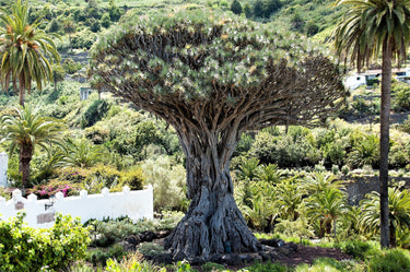 10 DRAGON TREE Dracaena Draco Canary Island Drago Blood Asparagus Yucca Evergreen Succulent Houseplant Orange Berry White Flower Seeds